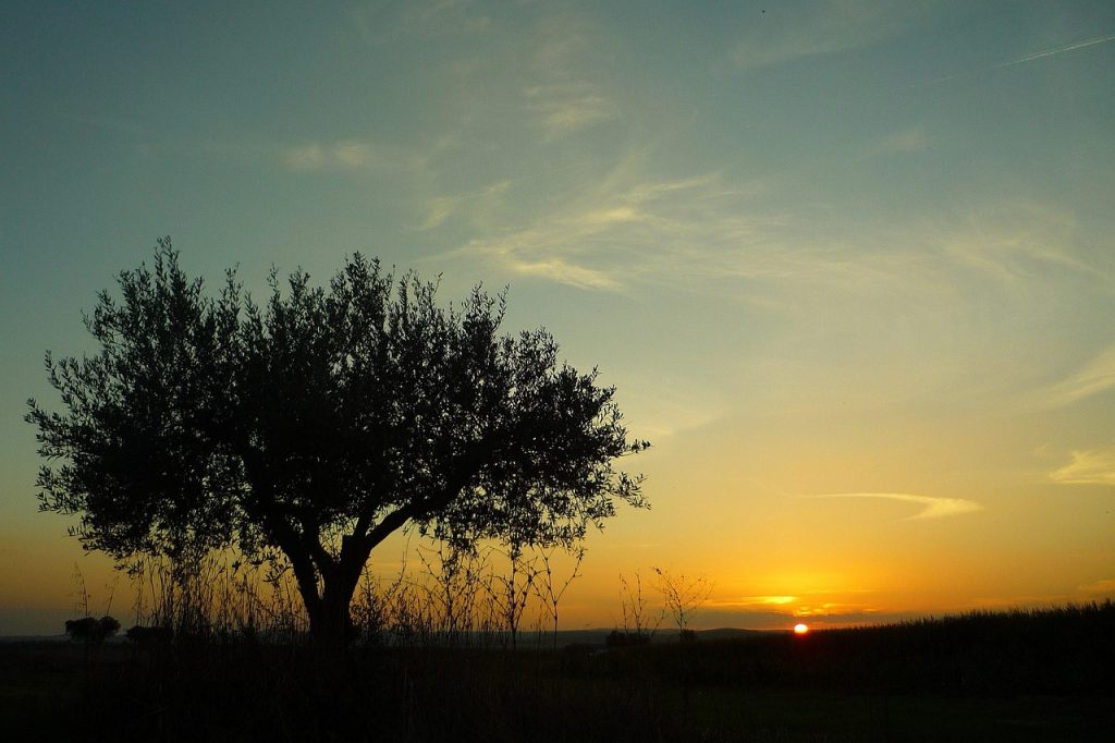 campground, nature, alentejo, portugal, olive, sunset, field, extensive, darling